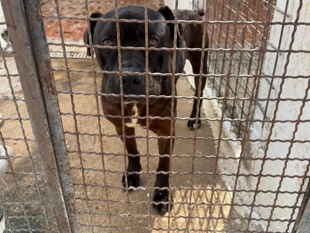 Adotta un cane, maschio, 2 anni, Vibo