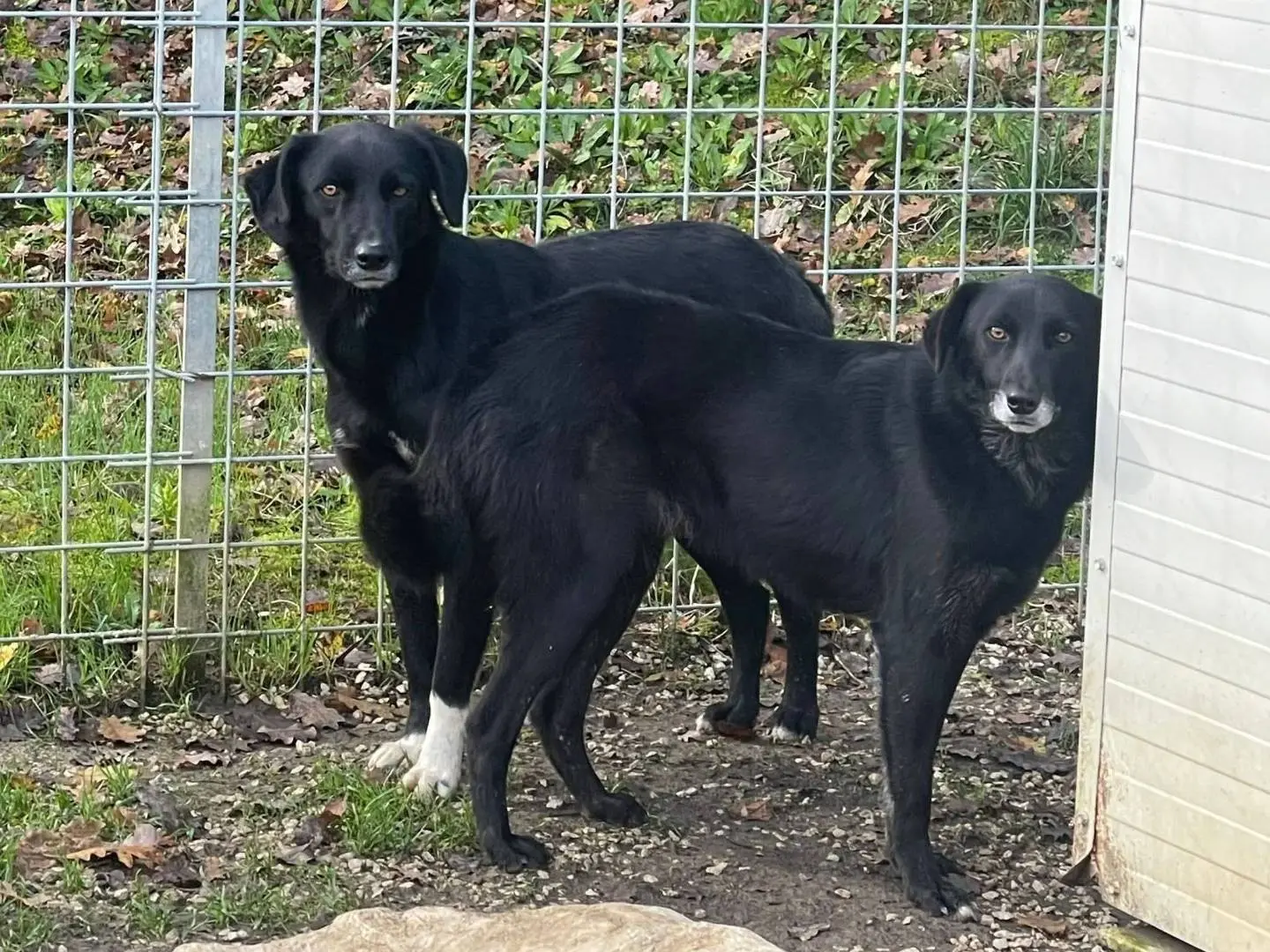 Adotta un cane, maschio, 1 anno e 9 mesi, Frosinone