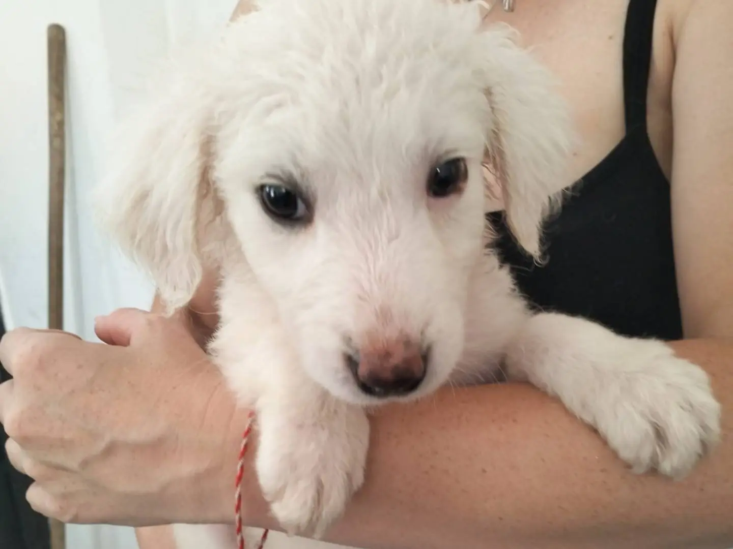 Adozione cane, femmina, Razza sconosciuta Razza sconosciuta, 3 mesi, taglia media, Siracusa