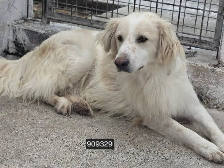 Adozione cane, maschio, Razza sconosciuta Razza sconosciuta, 1 anno e 4 mesi, taglia media, Crotone