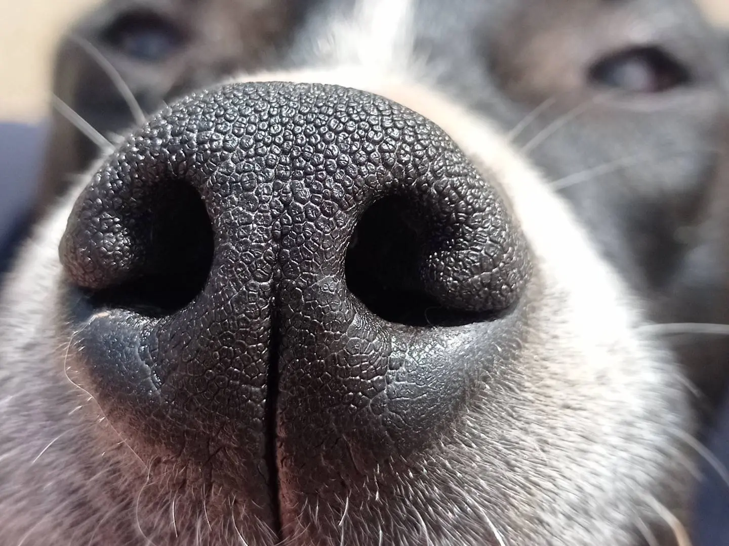 Adozione cane, maschio, Razza sconosciuta Razza sconosciuta, 2 anni e 2 mesi, taglia media, Catanzaro