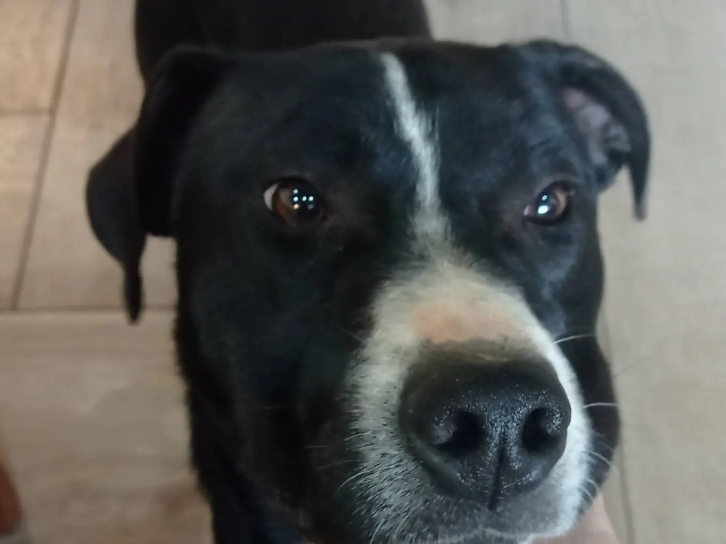 Adotta un cane, maschio, 2 anni e 2 mesi, Catanzaro