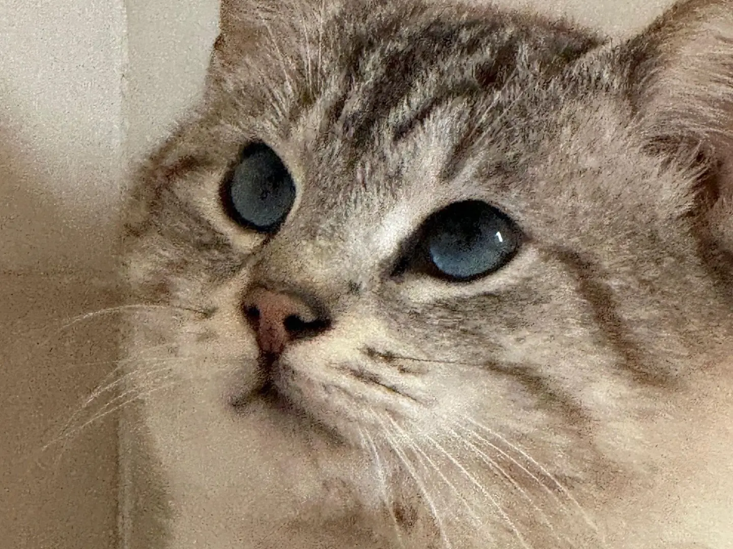 Adozione gatto, maschio, Razza sconosciuta Razza sconosciuta, 3 anni e 5 mesi, taglia non valida, Teramo