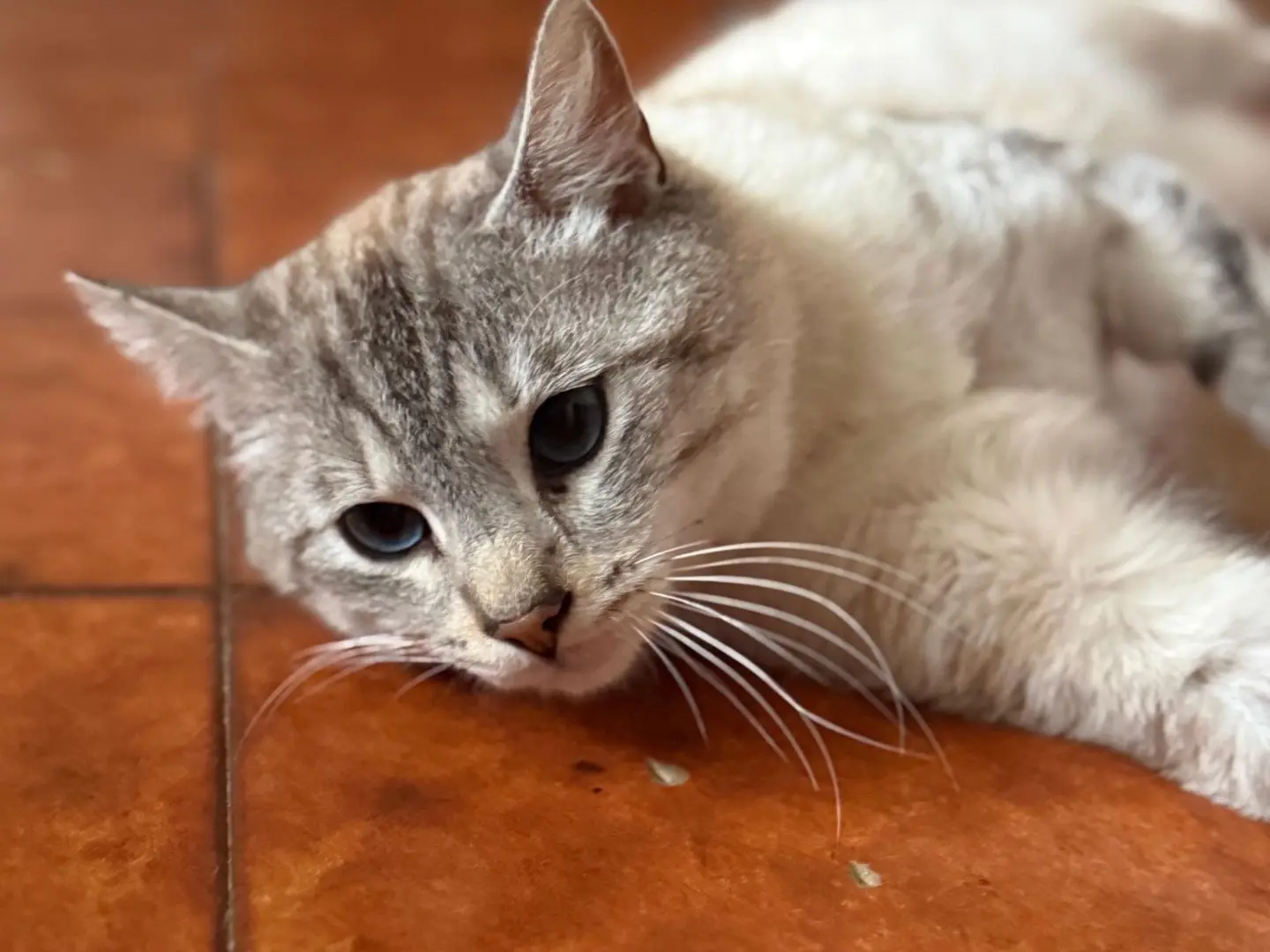 Adotta un gatto, taglia non valida, maschio, Teramo