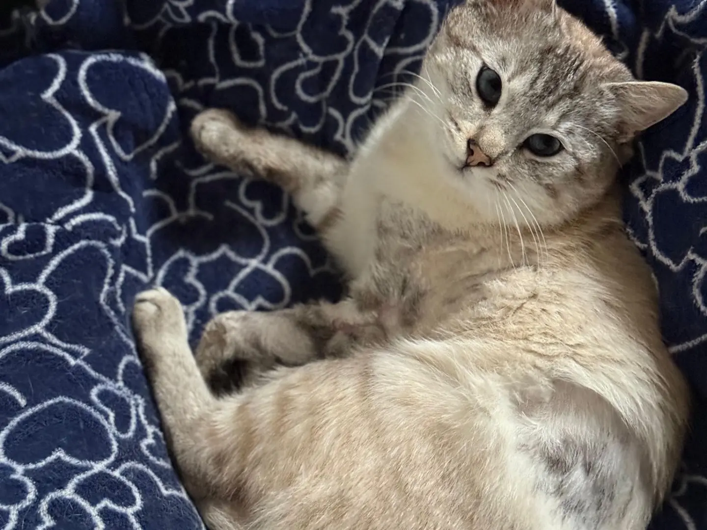 Vuoi adottare un gatto a Teramo?