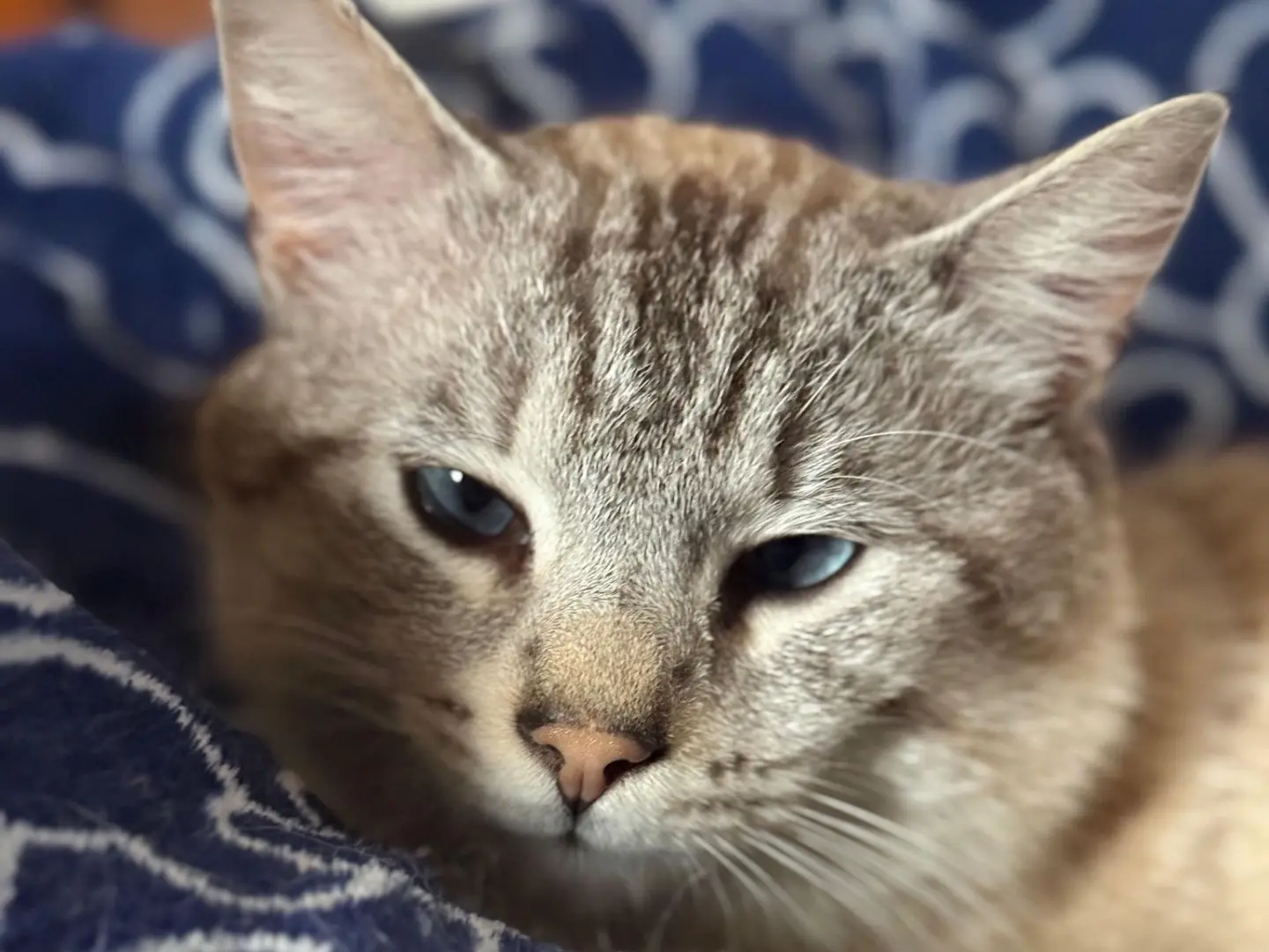 Adotta un gatto, maschio, 3 anni e 5 mesi, Teramo