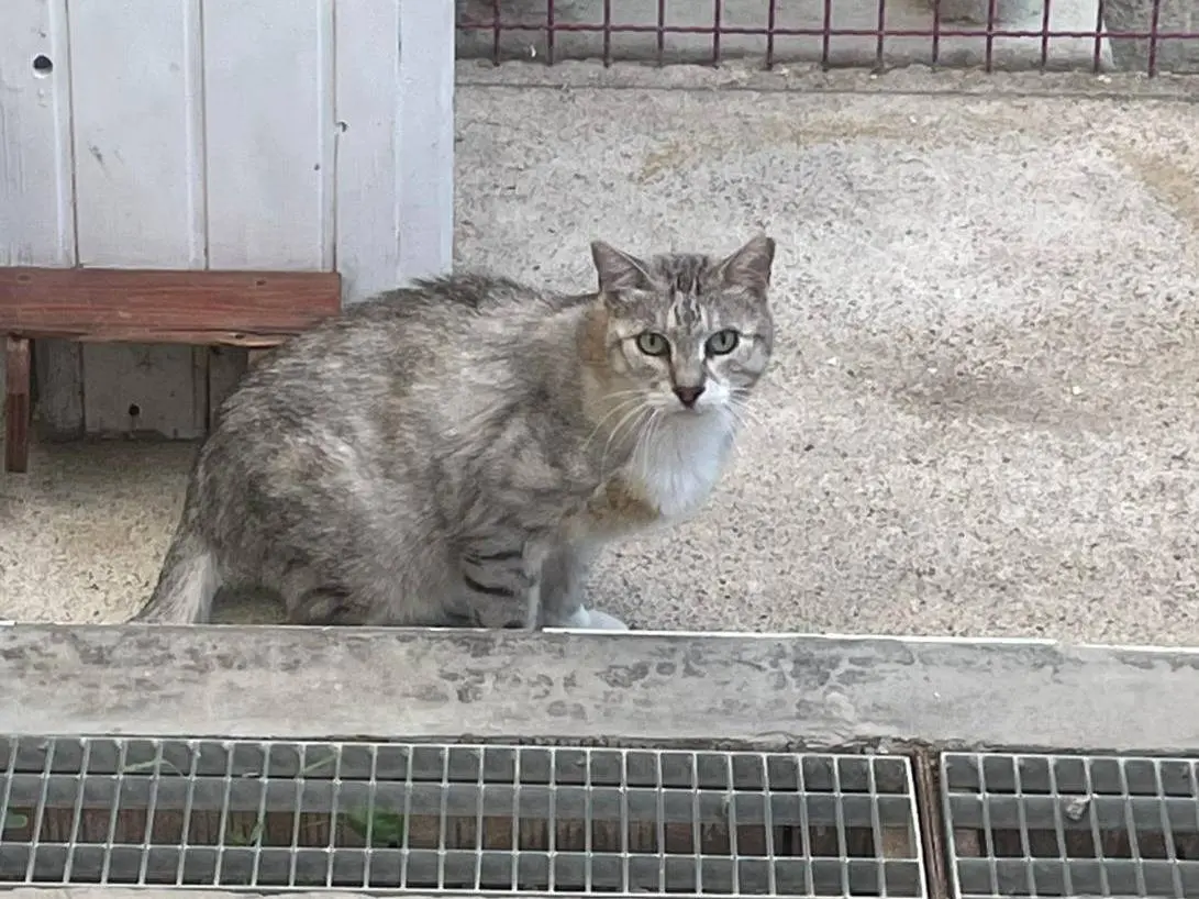Foto 1 dell'animale