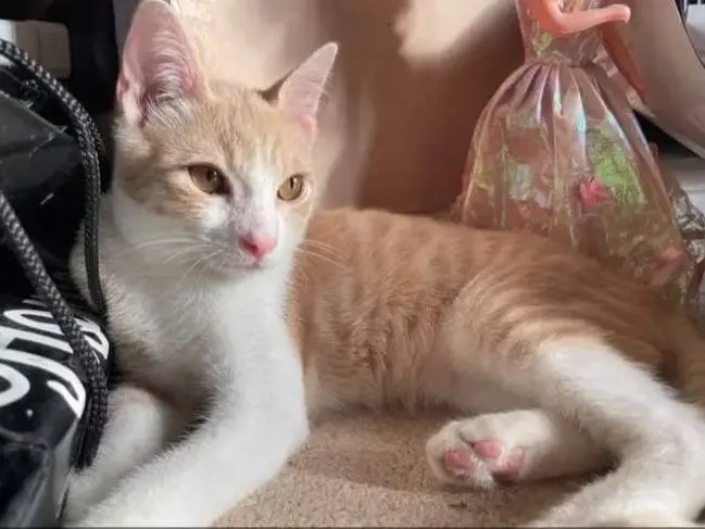 Adozione gatto, maschio, meticcio, 3 anni e 5 mesi, taglia non valida, Bari