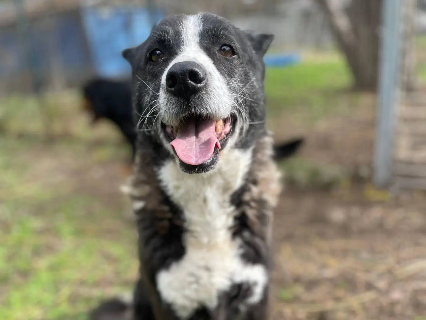 Adozione cane, femmina, Razza sconosciuta Razza sconosciuta, 9 anni e 8 mesi, taglia media, Latina