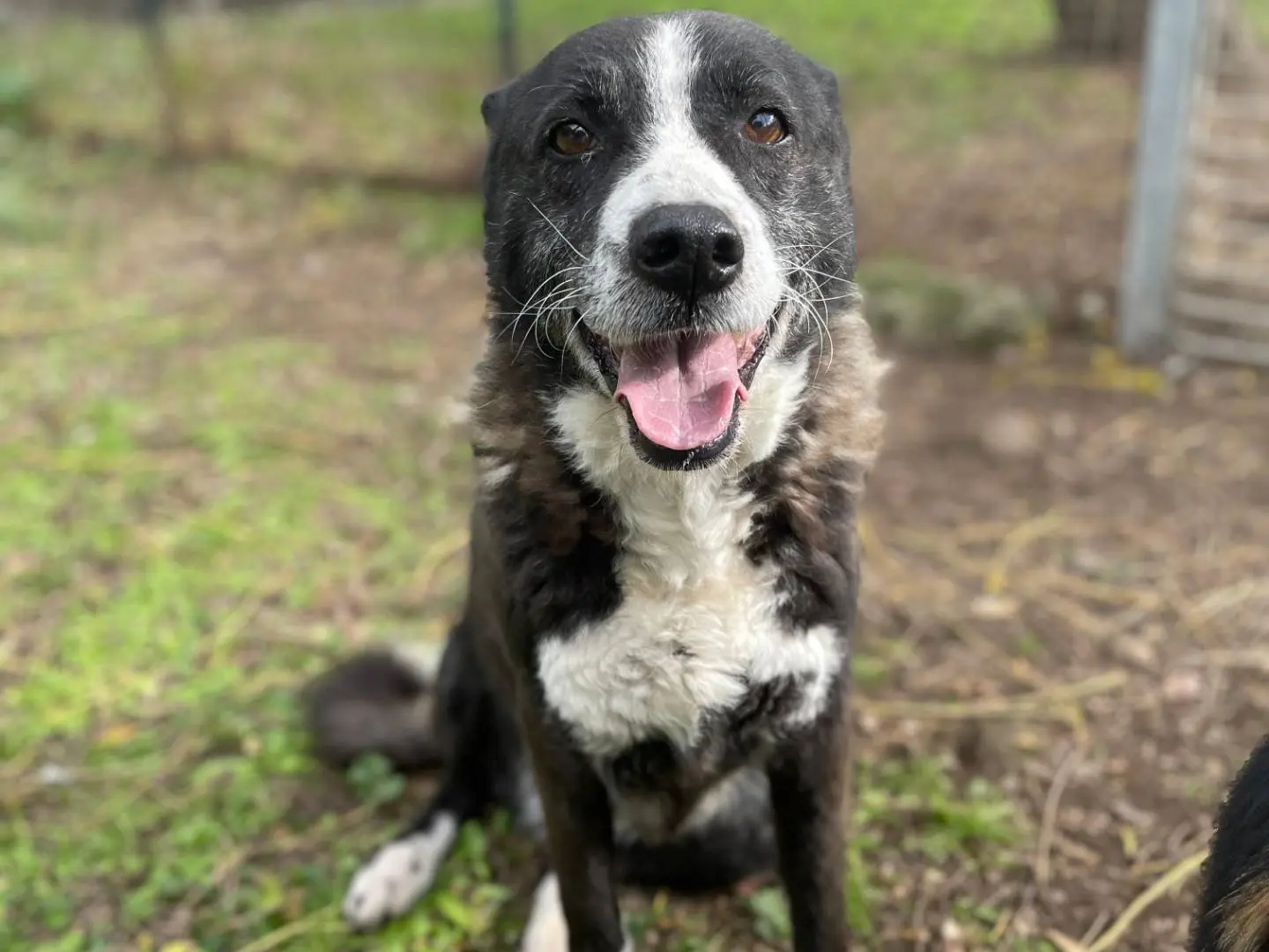 Adotta un cane, femmina, 9 anni e 8 mesi, Latina