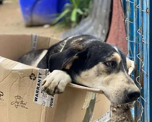 Adotta un cane, maschio, 6 anni e 9 mesi, Chieti