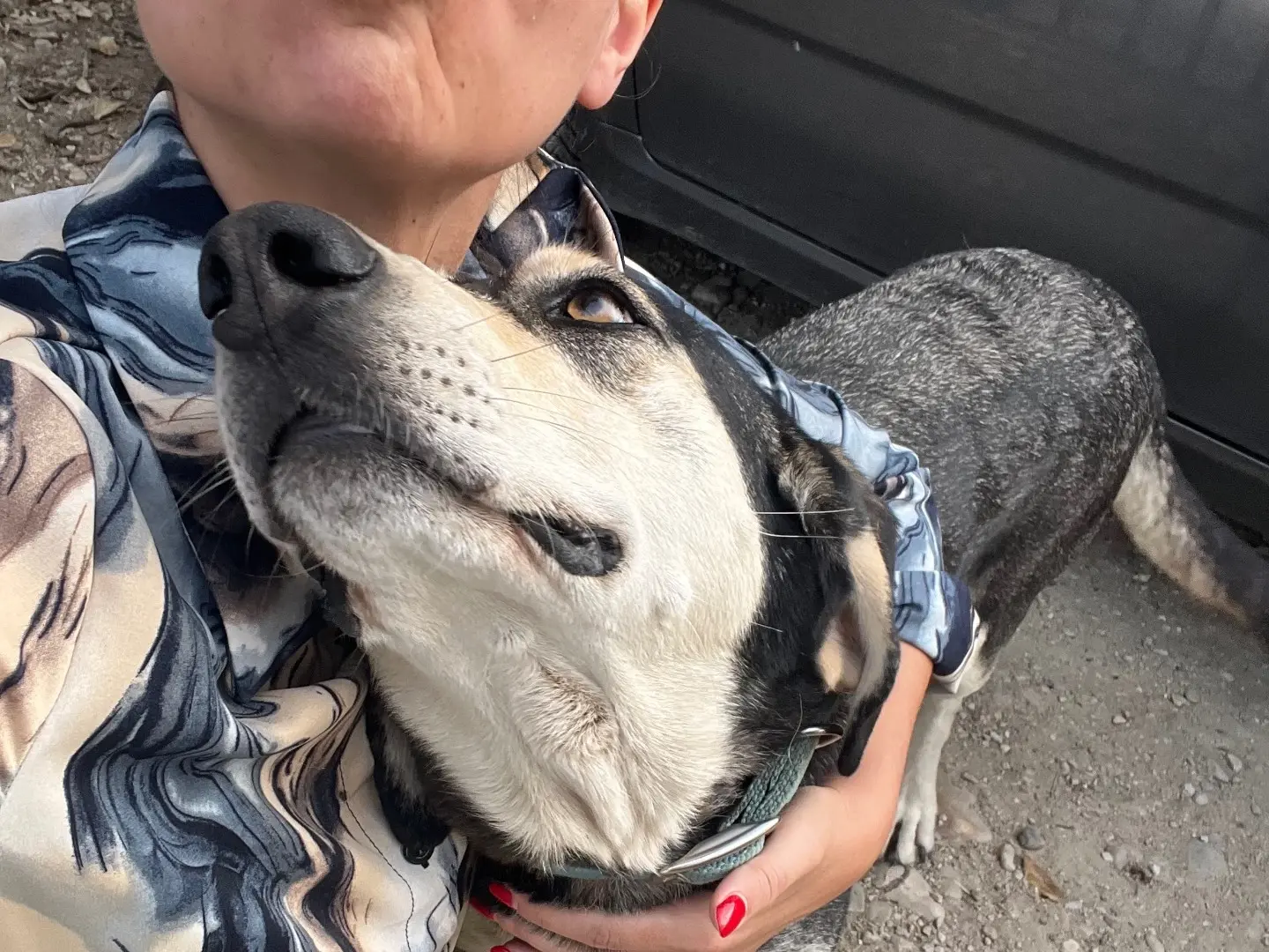 Adotta il cane DAVIDE a Chieti