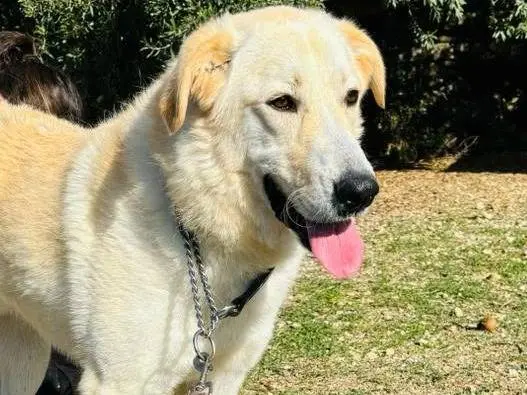 Adotta un cane, maschio, 3 anni e 10 mesi, Siracusa