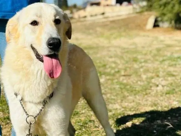 Adozione cane, maschio, Pastore maremmano Razza sconosciuta, 3 anni e 10 mesi, taglia grande, Siracusa