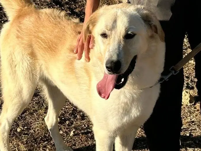 Adotta un cane, taglia grande, maschio, Siracusa