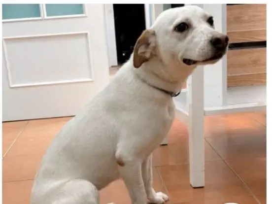 Adozione cane, femmina, Razza sconosciuta Razza sconosciuta, 1 anno e 4 mesi, taglia media contenuta, Milano