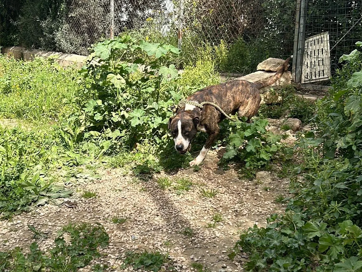 Adotta un cane, maschio, 6 anni e 9 mesi, Pavia