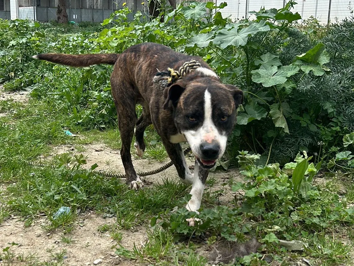 Adotta un cane, taglia grande, maschio, Pavia