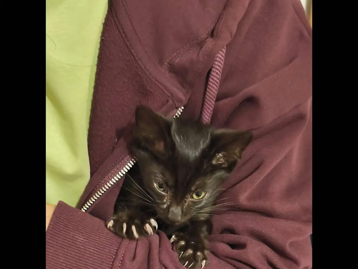 Adotta un gatto, taglia non valida, maschio, Bari