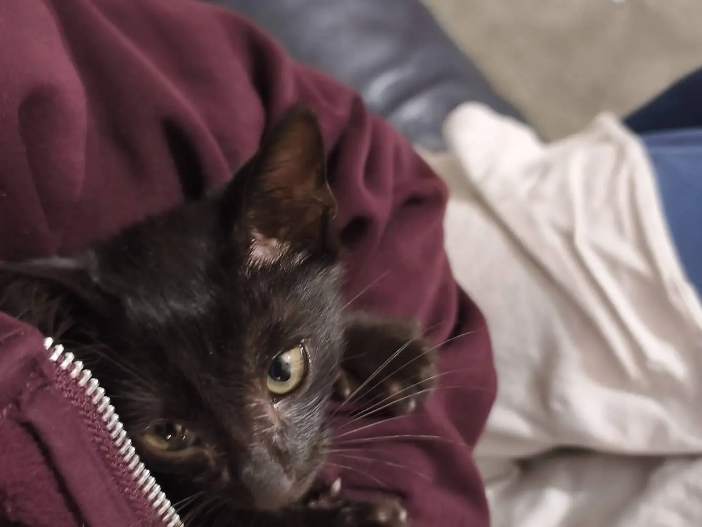 Adotta un gatto, maschio, 3 mesi, Bari