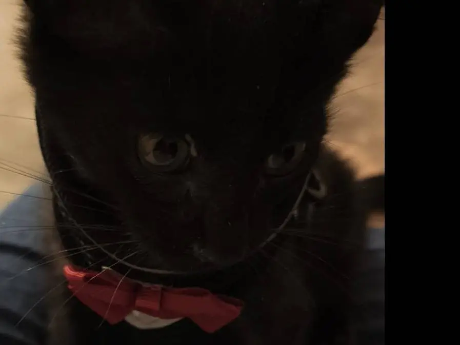 Adozione gatto, maschio, Razza sconosciuta Razza sconosciuta, 3 mesi, taglia non valida, Bari