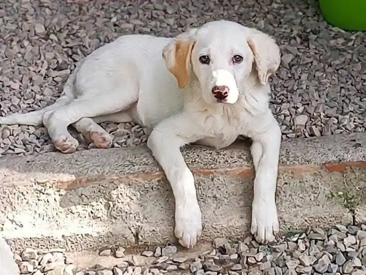Adozione cane, femmina, Razza sconosciuta Razza sconosciuta, 8 mesi, taglia media, Bari