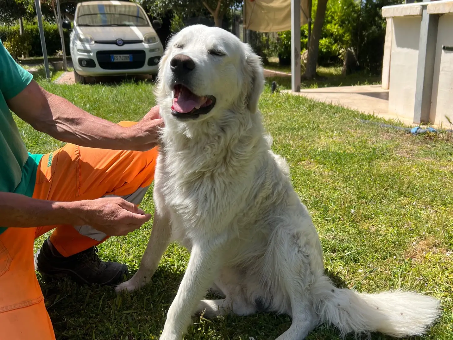 Vuoi adottare un cane a Siracusa?