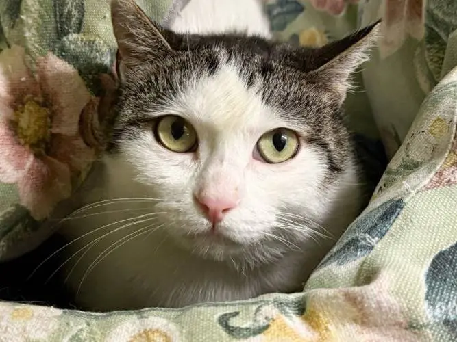Adozione gatto, femmina, Razza sconosciuta Razza sconosciuta, 4 anni e 9 mesi, taglia non valida, Monza