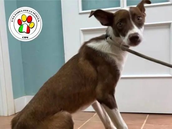 Adozione cane, maschio, Razza sconosciuta Razza sconosciuta, 1 anno e 1 mese, taglia media contenuta, Milano