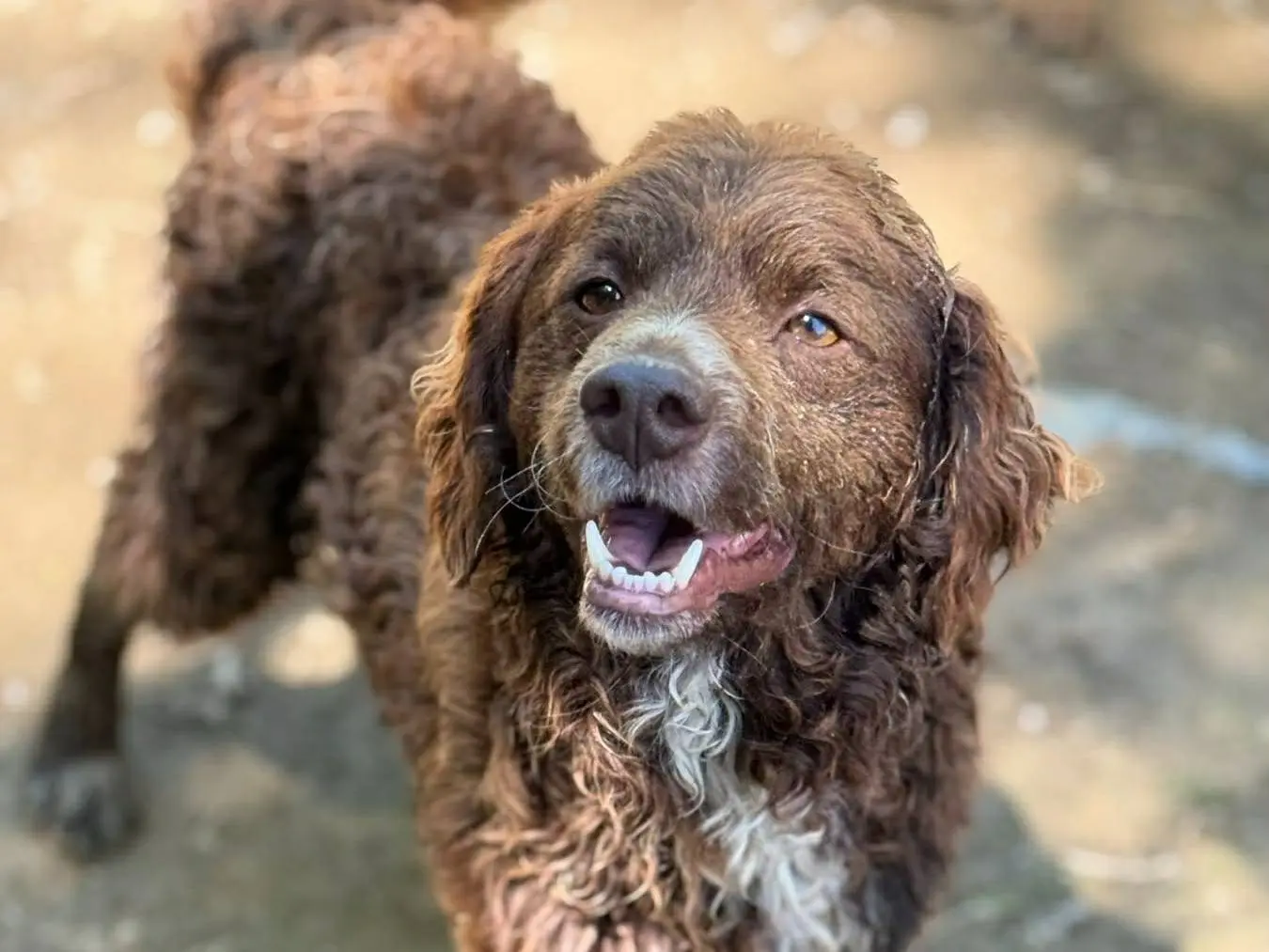 Adotta un cane, maschio, 2 anni e 4 mesi, Firenze