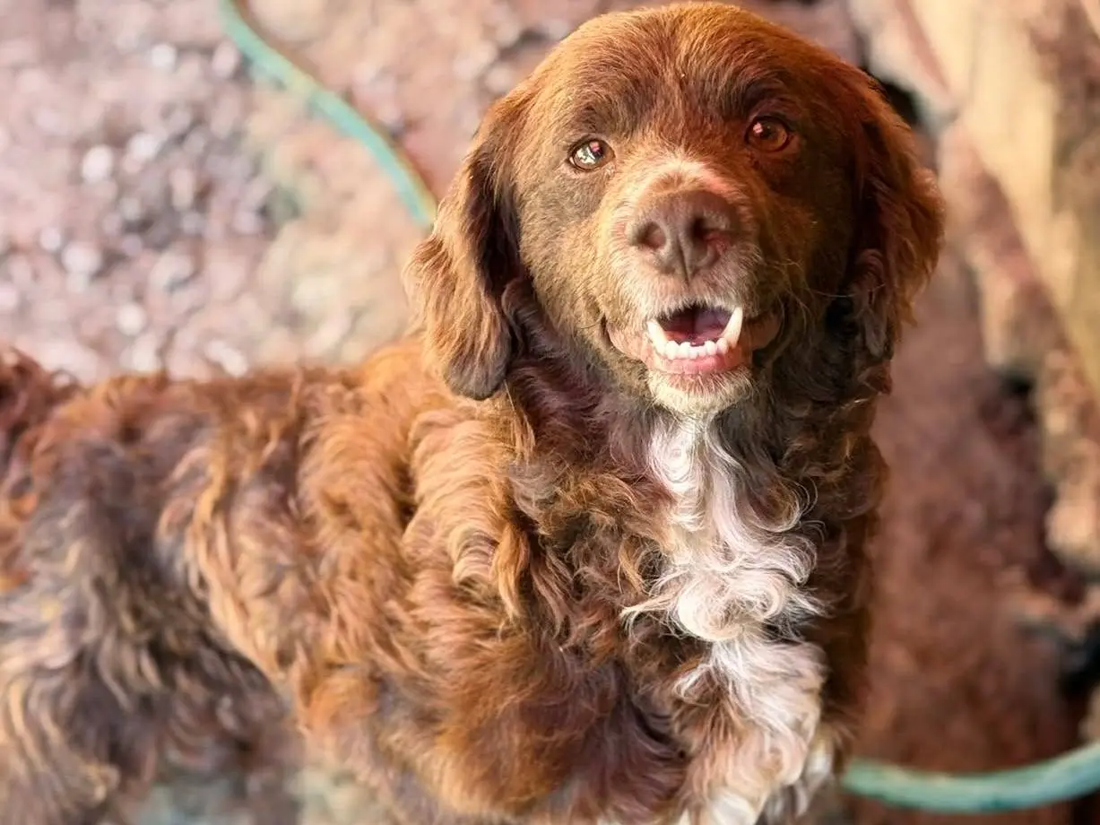 Adozione cane, maschio, Razza sconosciuta Razza sconosciuta, 2 anni e 4 mesi, taglia media contenuta, Firenze