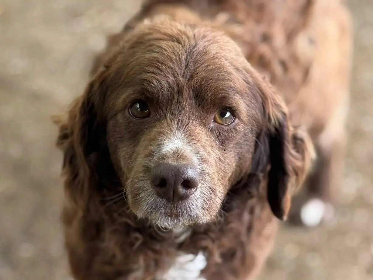 Vuoi adottare un cane a Firenze?