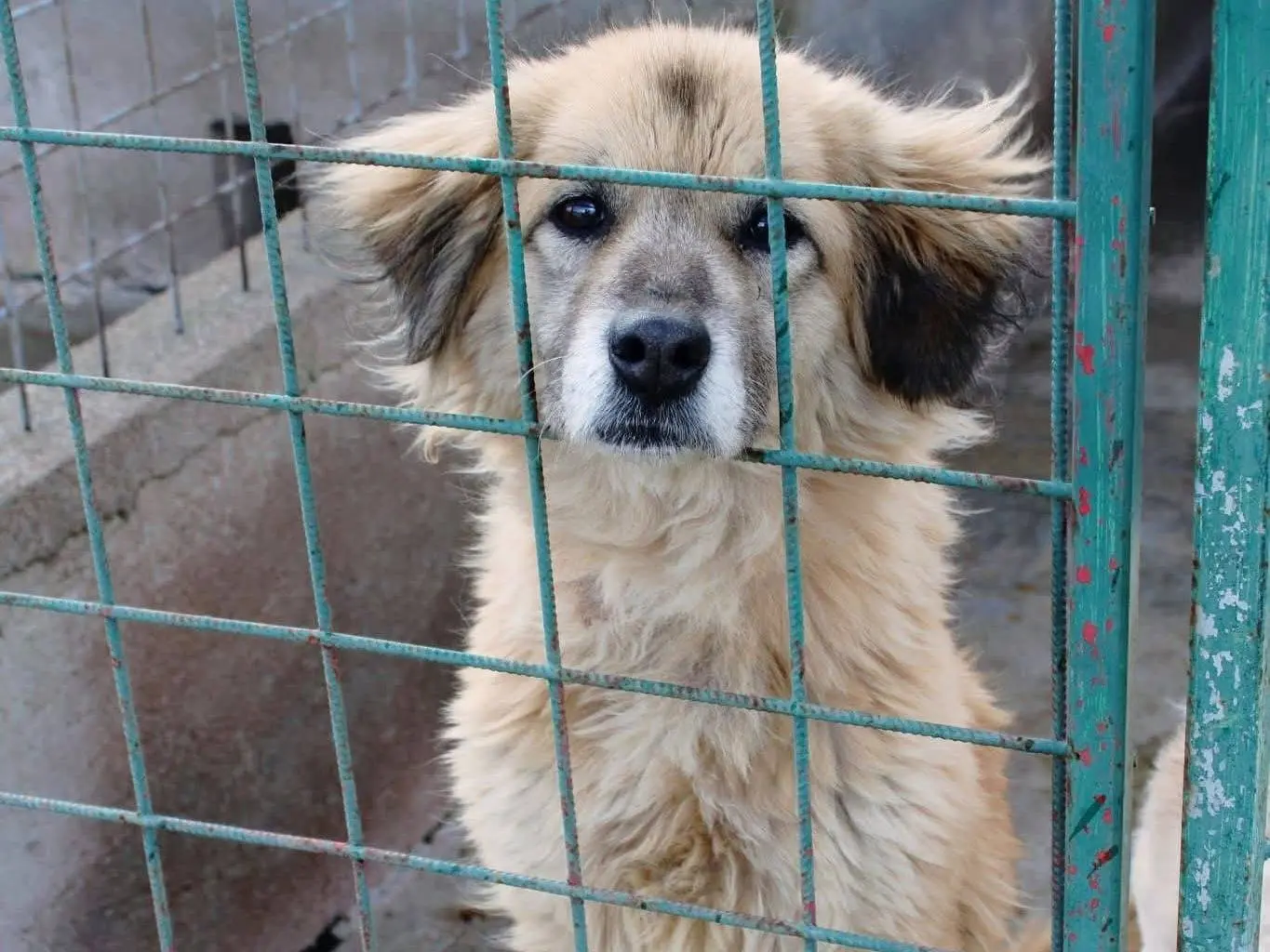 Vuoi adottare un cane a Reggio?