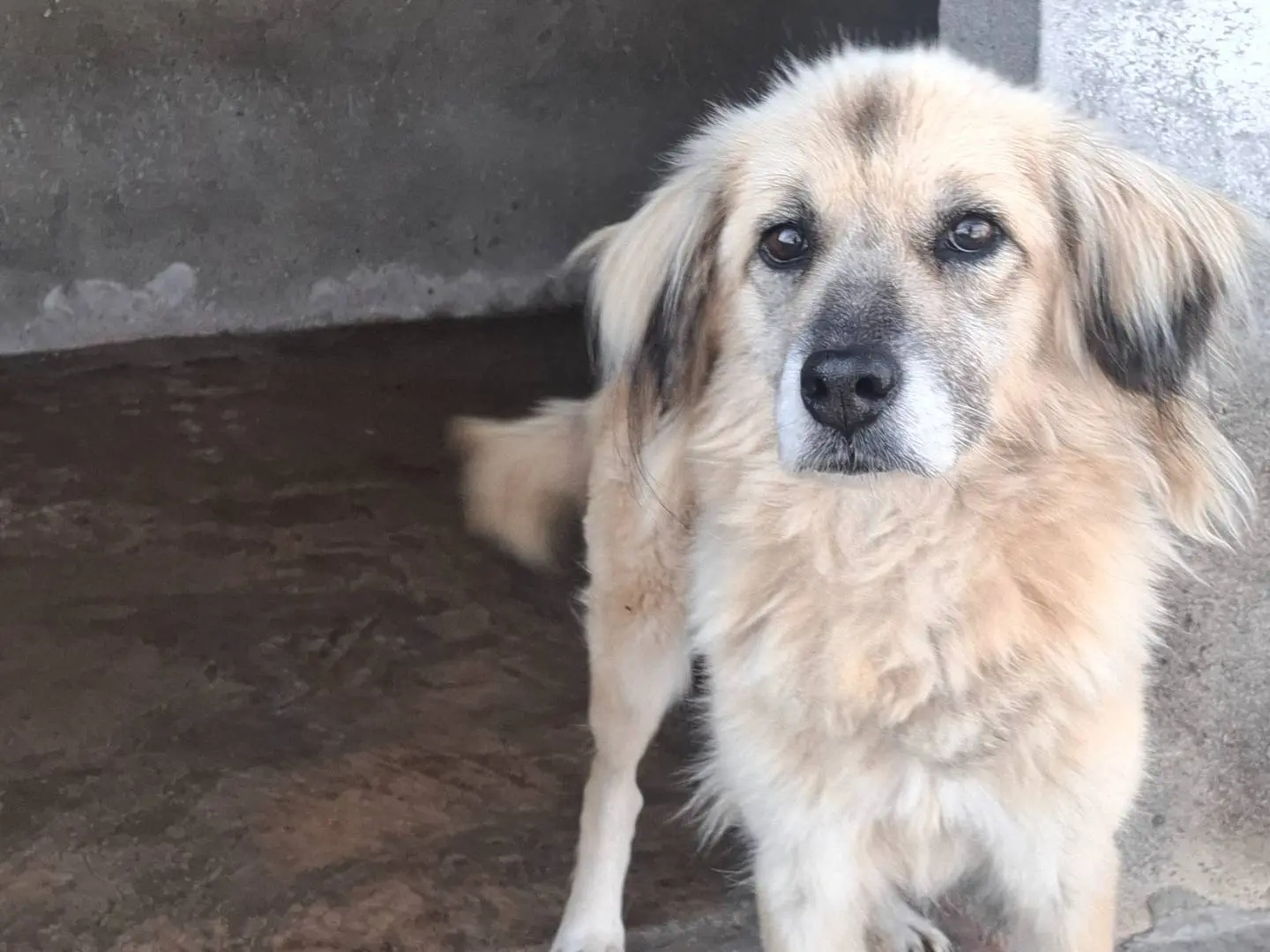 Adozione cane, femmina, Razza sconosciuta Razza sconosciuta, 8 anni e 1 mese, taglia media, Reggio
