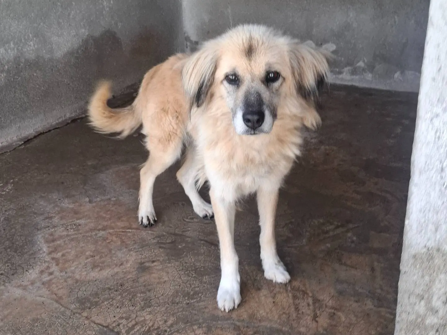 Adotta un cane, femmina, 8 anni e 1 mese, Reggio