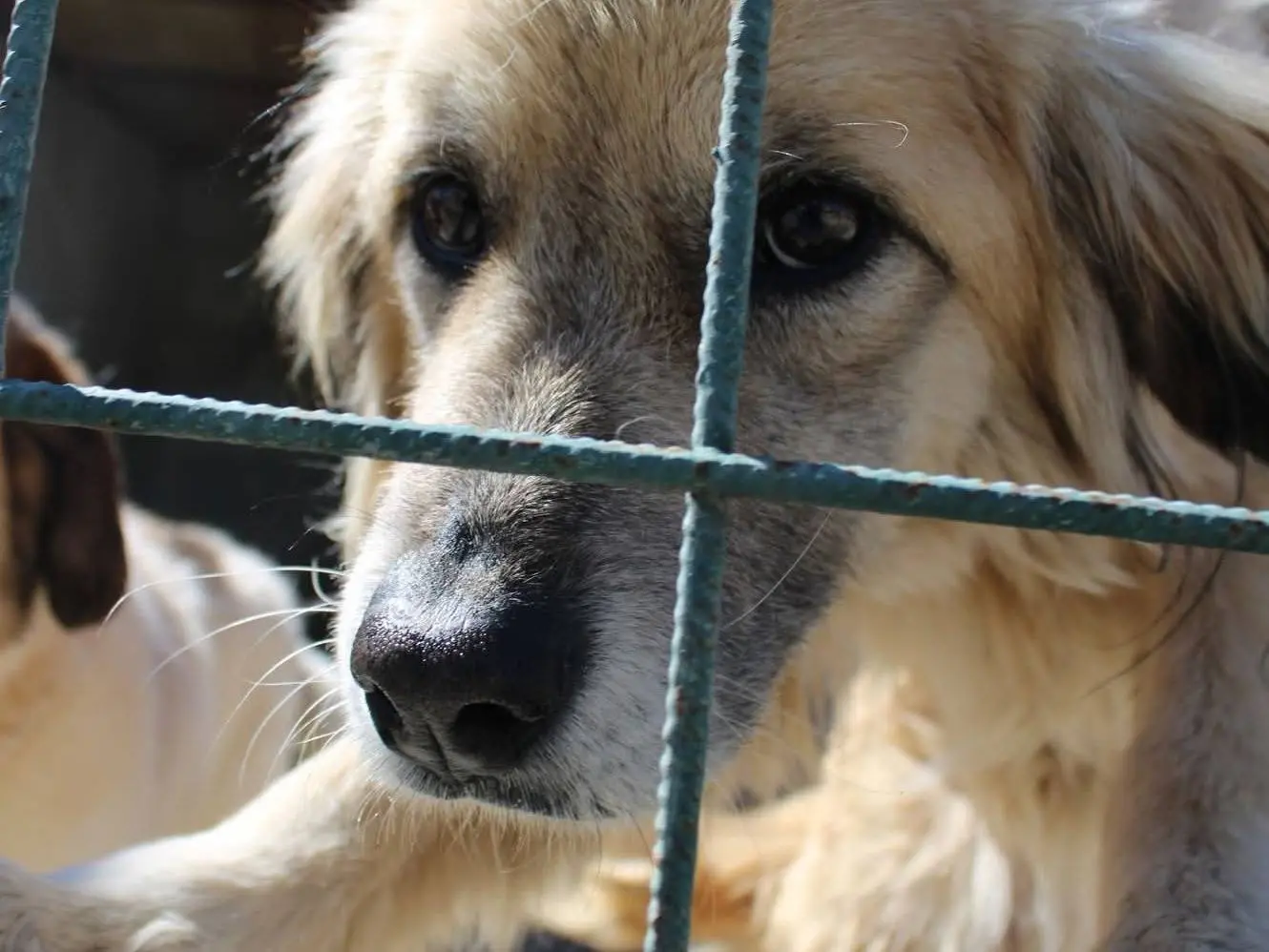 Adotta un cane, taglia media, femmina, Reggio