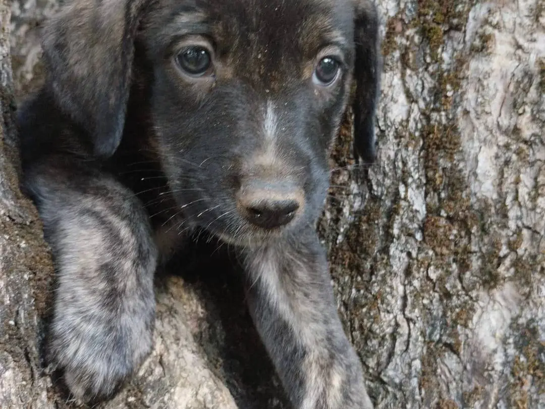 Vuoi adottare un cane a Vibo?