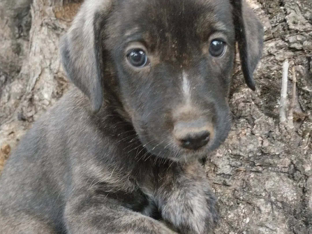 Adotta un cane, taglia media, femmina, Vibo