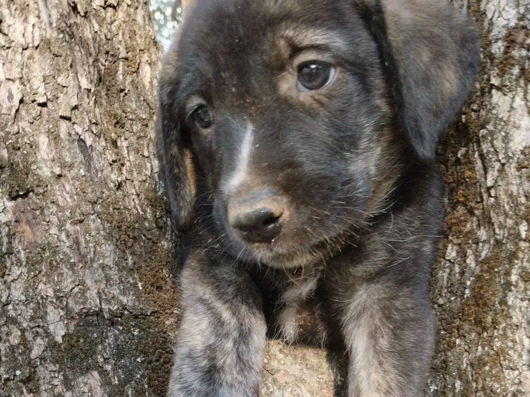 Adotta il cane Giorgy a Vibo
