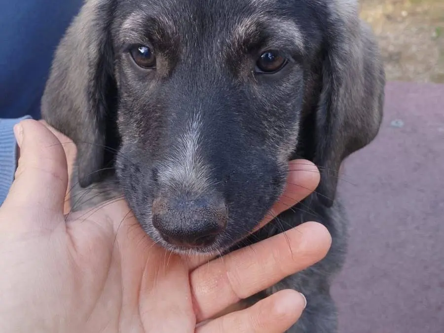 Adozione cane, femmina, Razza sconosciuta Razza sconosciuta, 4 mesi, taglia media, Vibo