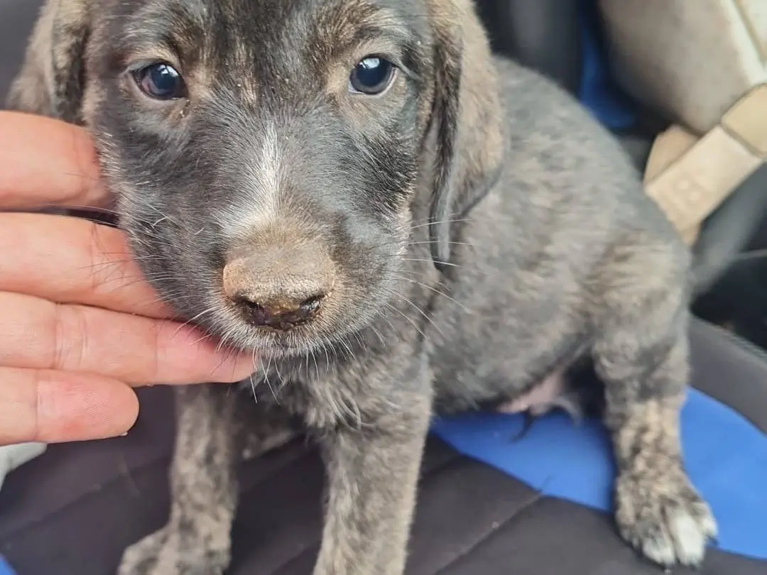 Adotta un cane, femmina, 4 mesi, Vibo