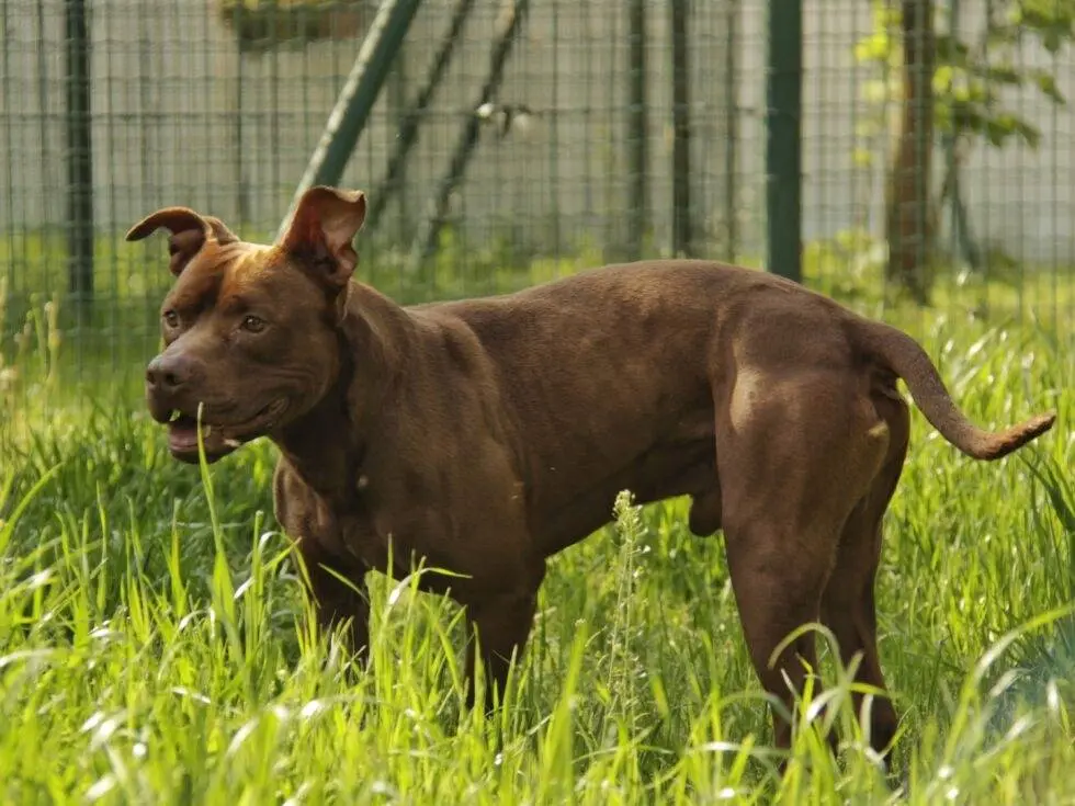 Foto 3 dell'animale