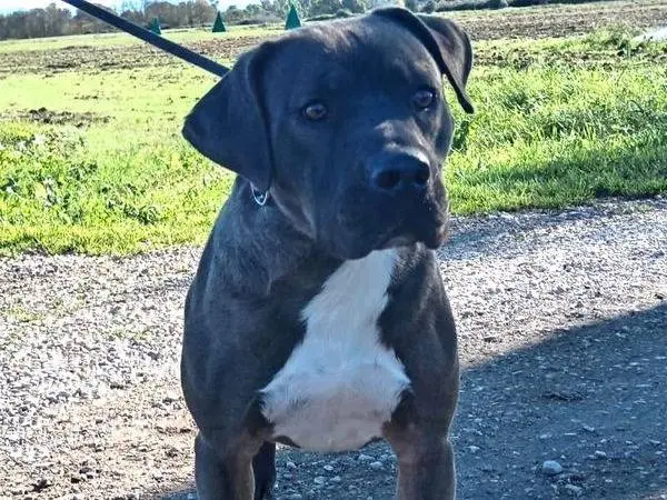 Adotta un cane, maschio, 4 anni e 3 mesi, Latina