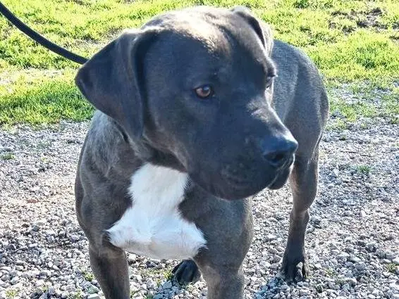 Adotta il cane SIMONE a Latina