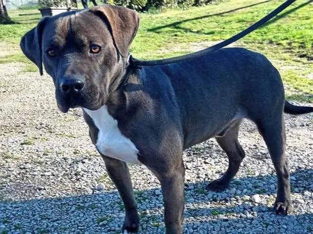 Adozione cane, maschio, Pitbull Razza sconosciuta, 4 anni e 3 mesi, taglia grande, Latina