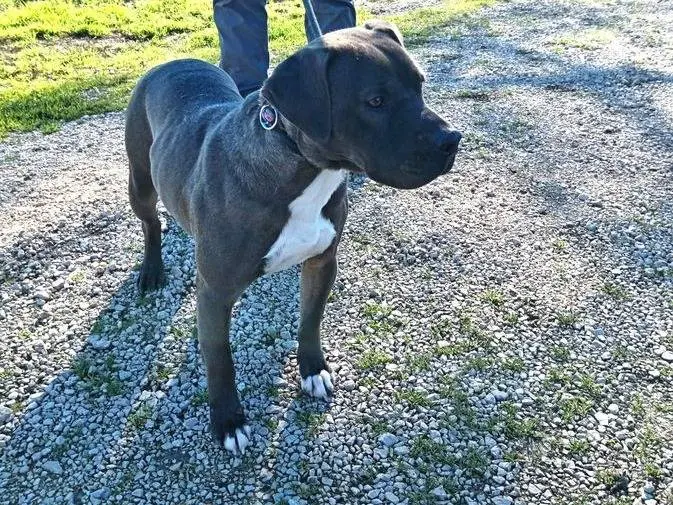 Vuoi adottare un cane a Latina?