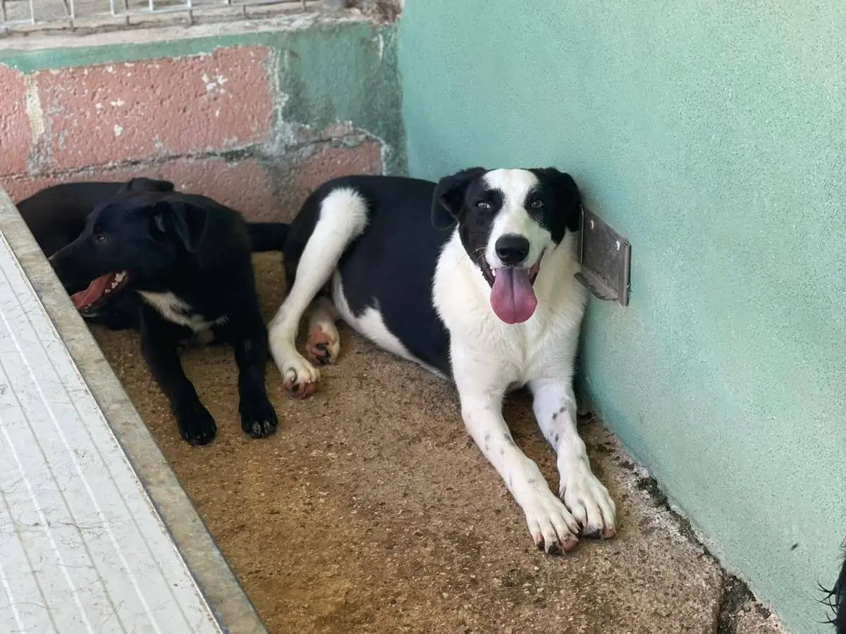 Adotta un cane, taglia media contenuta, femmina, Benevento