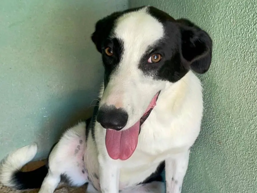 Adozione cane, femmina, Border Collie Razza sconosciuta, 1 anno e 9 mesi, taglia media contenuta, Benevento