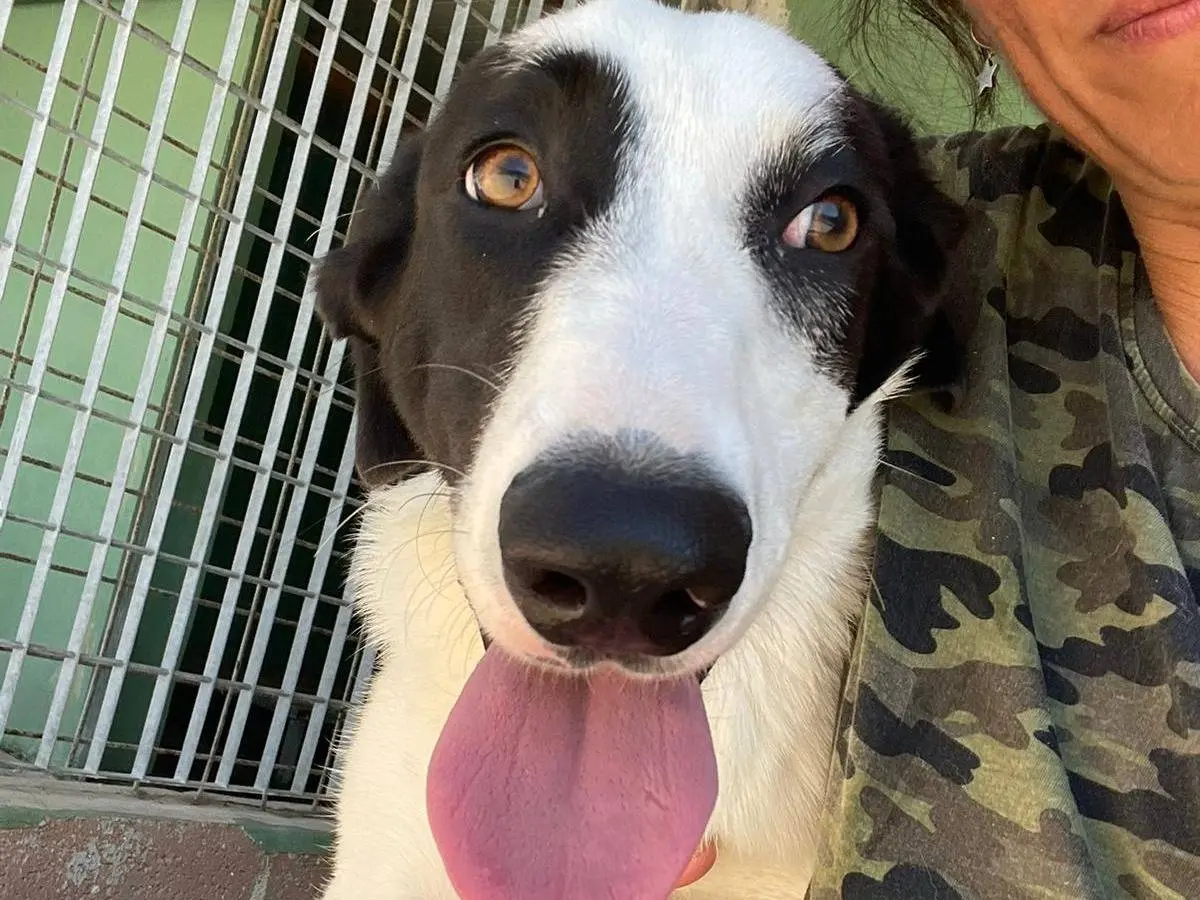 Adotta un cane, femmina, 1 anno e 9 mesi, Benevento