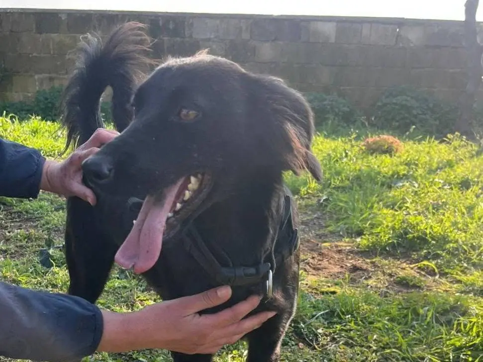 Vuoi adottare un cane a Caserta?
